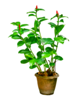 Indian Head Ginger in pot isolated png