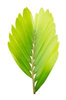 groen bladeren patroon, blad boom geïsoleerd png