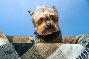 Young Exhibition Yorkshire Terrier in studio interior photo