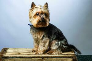 Young Exhibition Yorkshire Terrier in studio interior photo