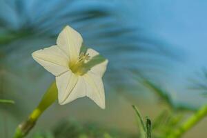 White flower in the shape of a star macro photo. The flower of the weaver kvamoklit. photo