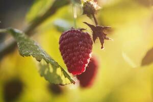 Raspberry berries in sunlight on a bush. Red ripe raspberries grow. photo