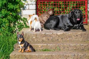 Four dogs near the red gate. Two chihuahuas, a french bulldog and a labrador retriever. Pets. photo