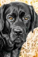 Black labrador dog portrait. Young labrador retriever. Animal, pet on a background of straw. photo