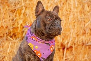 A dog of the French bulldog breed in a Halloween bandana. Animal, pet. photo