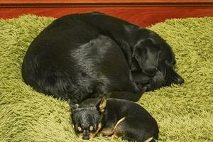 Chihuahua tricolor dog and black labrador retriever are sleeping in bed. Pets are resting. Animals. photo