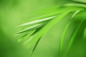 Fine focal part of the flax plant and grass as the defocused part. A green plant among the grass. photo