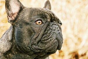 Portrait of a French brindle bulldog with black color. Animal, pet. A dog on a background of straw. photo