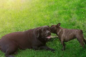 A dog of the Labrador and French bulldog breeds. Pets are playing on the grass. photo