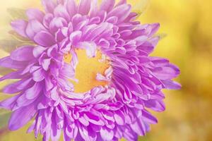The aster flower is purple with yellow. A flower with water drops on the petals, macro photo. photo