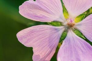 Close-up of a purple flower with five petals and a yellow core. A thin focal line on the petals. photo