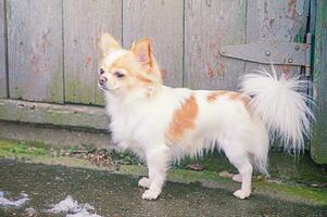 un chihuahua perro es blanco con marrón color en pie cerca un de madera puerta. retrato de un mini perro criar. foto