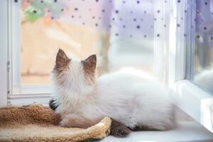 The kitten lies on the windowsill and looks out the window. The cat is beige with brown coloring. photo