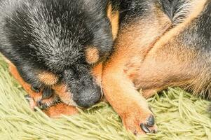 Chihuahua dog sleeping macro photo. Animal, pet. Mini dog breed. photo