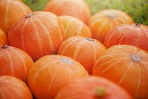 Ripe orange pumpkins. Harvesting. Pumpkins lie on the grass. photo