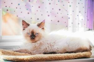 neva mascarada seda punto gatito con azul ojos. un pequeño gatito mentiras en el antepecho. foto