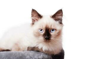 Portrait of a small beige and brown kitten. The cat is lying on a gray couch. photo