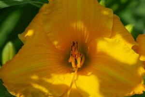 Daylily is a flowering plant of the genus Hemerocallis. Hybrid Hemerocallis dumortieri Tom Collins. photo