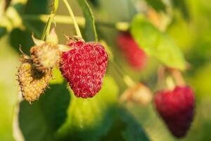 Ripe red raspberries on a branch. Raspberry berries with green leaves on a sunny day. photo