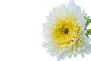 White aster flower isolate. Macro photo of a white flower with yellow petals and green leaves.