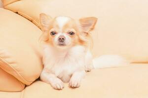 Chihuahua dog is lying on the couch. Long-haired mini breed dog at home. photo