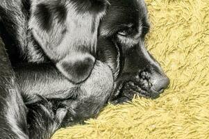 A black labrador retriever sleeps on a green blanket. Pet, animal. photo