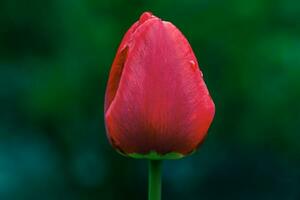 rojo tulipán en un antecedentes de verde césped. uno primavera flor. foto