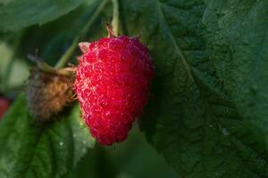 One ripe raspberry and green leaves. Useful product. A red raspberry bush is growing. photo