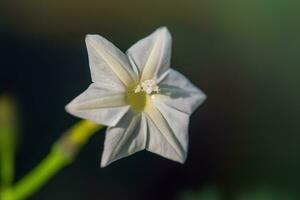 un blanco flor floraciones en un natural antecedentes. liana floración estación. foto