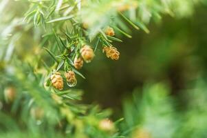 Decorative coniferous shrub. Coniferous plant with small cones. photo