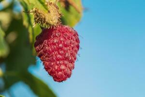 rojo frambuesa con verde hojas en el antecedentes de el azul cielo. frambuesa baya en un soleado día. foto