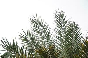 Spiky palm leaves with white sky as background for wallpaper or copy space free photo