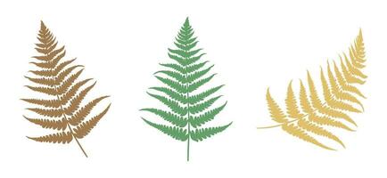 Set of Fern leaf silhouette. Vector illustration