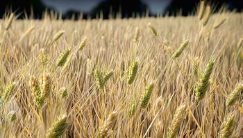 The close up wheat plantation in the field photo