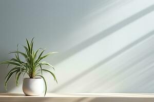 araña planta en maceta en blanco pared antecedentes con luz de sol desde el ventana foto