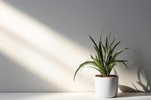 Spider Plant on White Wall Background AI Generative photo