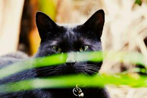 negro gato cara foto