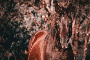 Wild brown horse in spring photo