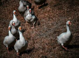 gansos y patos corriendo abajo el colina foto