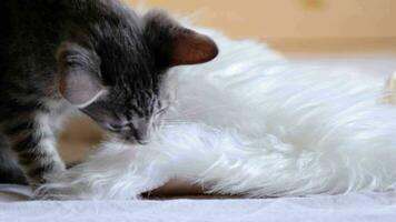 mignonne marrant 2 mois vieux chaton en buvant Lait de une métal bol à maison, de face voir, blanc brique mur video