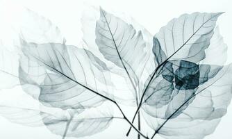 Ethereal Leaves Of White Background. AI Generated. Pro Photo