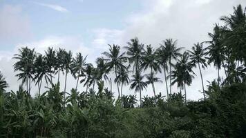 aereo Visualizza verde tropicale foresta con palme video