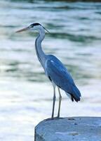 gran garza azul foto