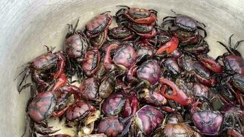 groupe de champ Crabes dans poubelle, est aussi connu comme rivière crabe, eau fraiche Crabe et étang crabe, riz champ Crabes après contagieux par agriculteur video