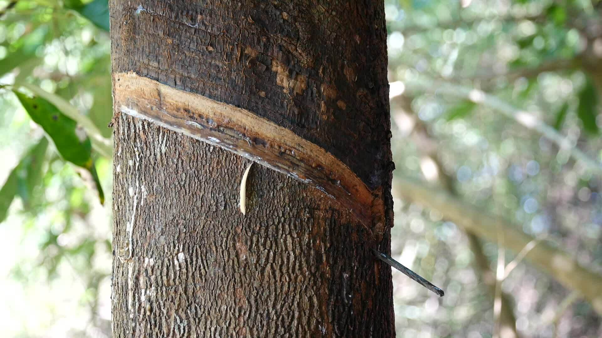 Rubber planters are tapping rubber with a rubber tapping knife, worker