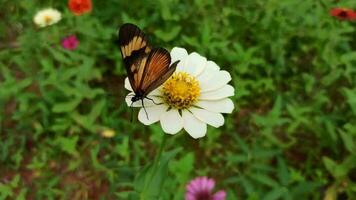 farfalla impollinazione un' fiore nel un' bellissimo giardino video