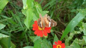 borboleta polinizando uma flor dentro uma lindo jardim video