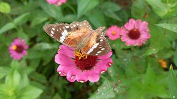 farfalla impollinazione un' fiore nel un' bellissimo giardino video