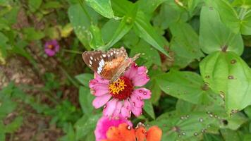 Schmetterling bestäubend ein Blume im ein schön Garten video