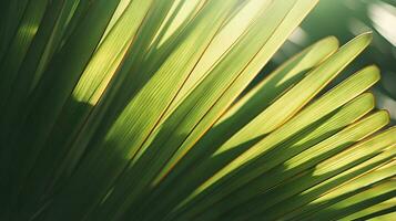 Palm leaf in sunlight closeup nature background photo